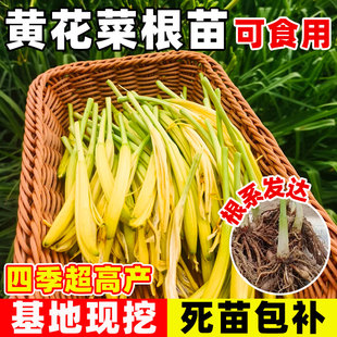 黄花菜根苗食用黄花菜种苗金针菜金针花多年生种籽现挖现发包成活