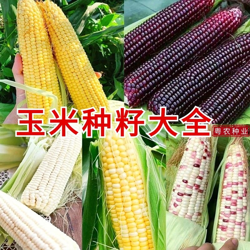 玉米种籽鲜食超甜水果玉米种子甜糯苞米特高产农家菜园春秋季种孑,鲜花速递/花卉仿真/绿植园艺,家庭园艺种子,淘宝优惠券,粉丝福利购,淘宝优惠卷
