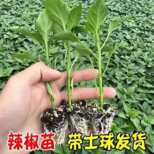 摘不败美人椒苗香辣盆栽
