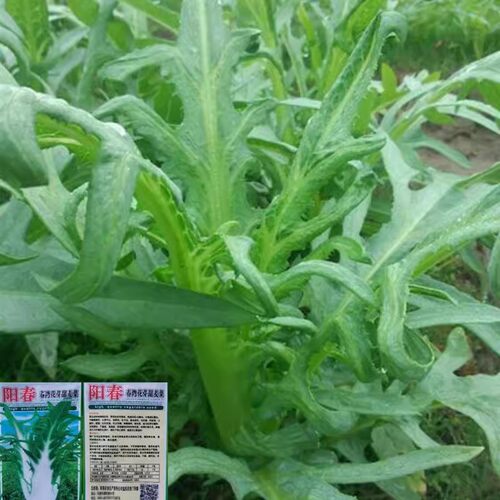 阳春唛菜种籽四季春湾唛菜种子