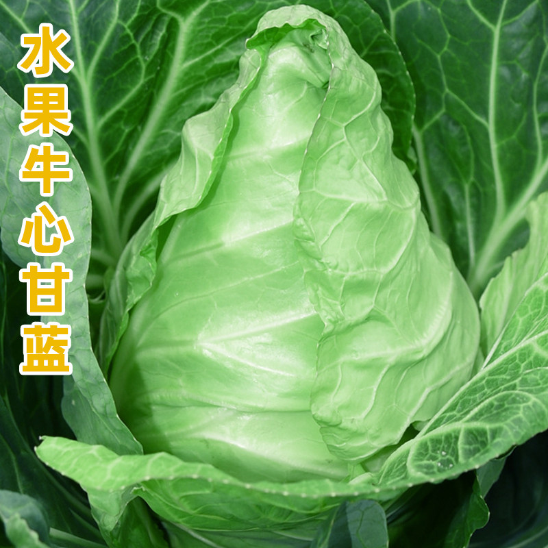 水果甘蓝种子春丰牛心甘兰包菜种籽春秋越冬阳台青菜蔬菜种孑