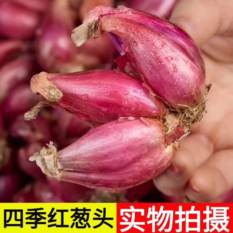 正宗红葱头香葱头干葱头火葱头种籽阳台家庭盆栽种植小香葱头蒜头,鲜花速递/花卉仿真/绿植园艺,家庭园艺种子,淘宝优惠券,粉丝福利购,淘宝优惠卷