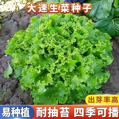 大速生菜种子四季盆栽散叶生菜籽