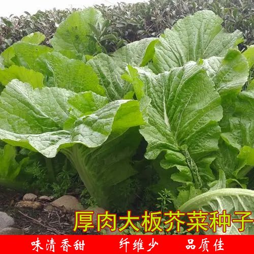 芥菜种子客家本地宽叶厚肉大板大叶芥菜种秋季抗性丰产农家