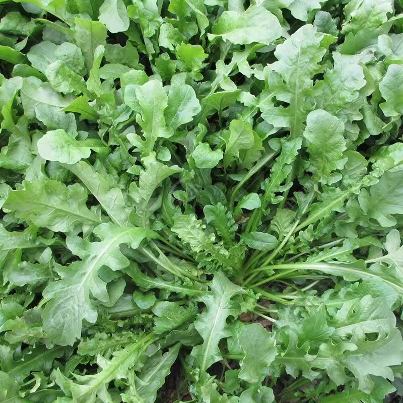 荠荠菜种子野菜农家阳台盆栽蔬菜