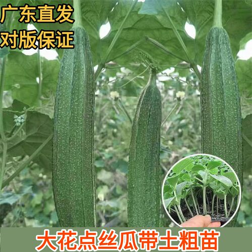 花点大肉丝瓜苗肉厚高产中早熟