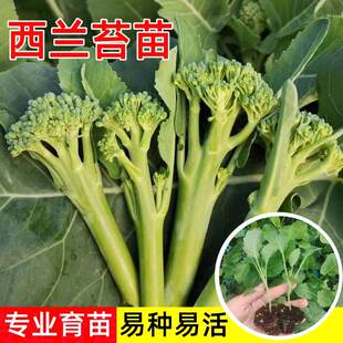 正宗西兰苔苗秧苗西蓝花芥蓝苗西洋芥兰苗四季菜园庭院秋冬季种植