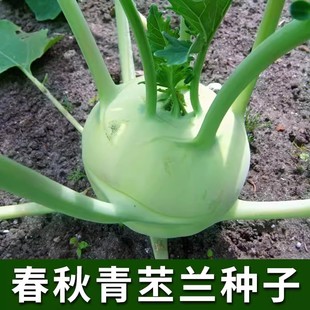 青苤兰种子紫苤蓝水果苤蓝球茎甘蓝种籽四季盆栽庭院种植蔬菜种子