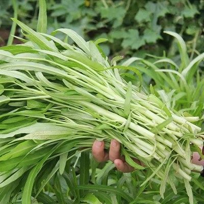 白梗柳叶空心菜种子大全阳台盆栽