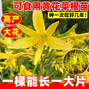 黄花菜根苗食用黄花菜种苗金针菜金针花多年生种籽现挖现发包成活