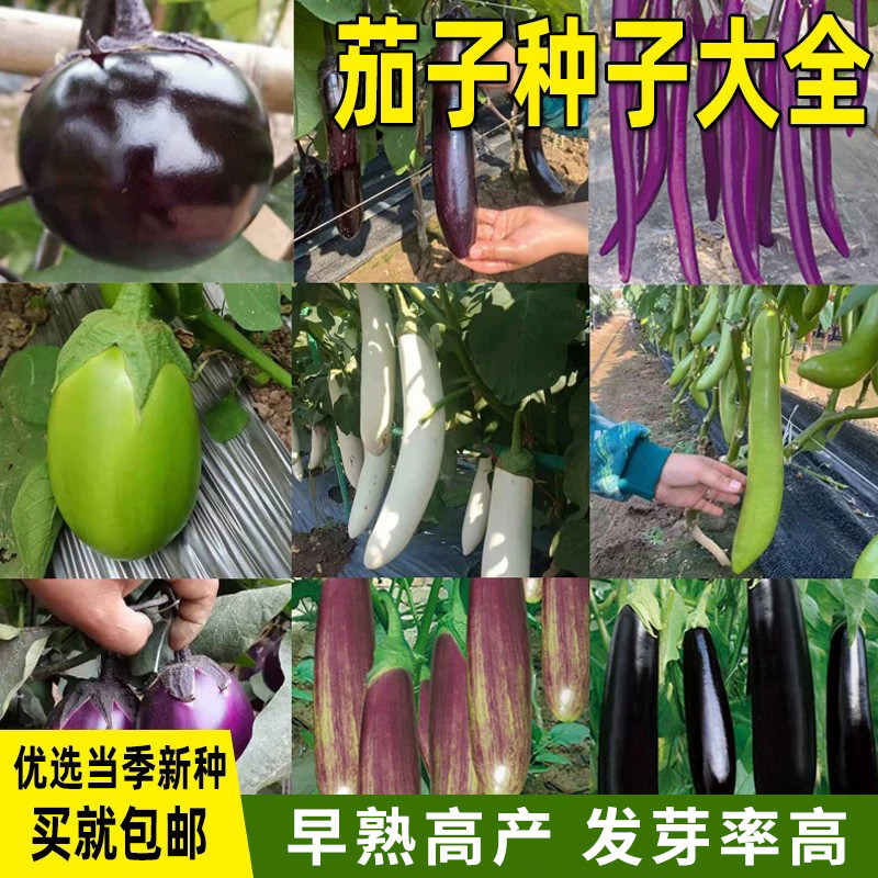 茄子大全线茄种籽青茄杭茄小茄子矮瓜烧烤茄子种籽四季盆栽蔬菜种