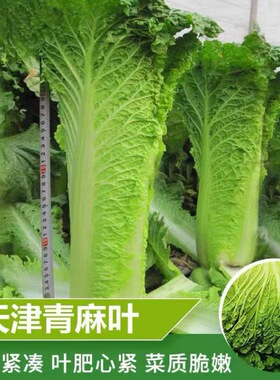天津青麻叶大白菜种子春秋播抗病耐热种籽阳台盆栽晋菜三号蔬菜种