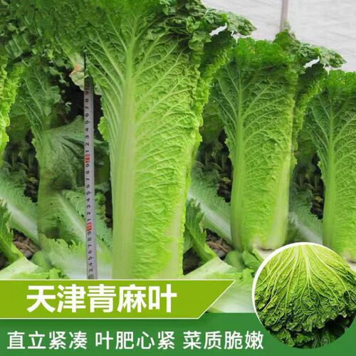 天津青麻叶大白菜种子春秋种植