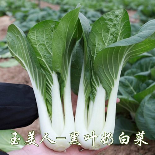玉美人黑叶奶白菜种子阳台盆栽