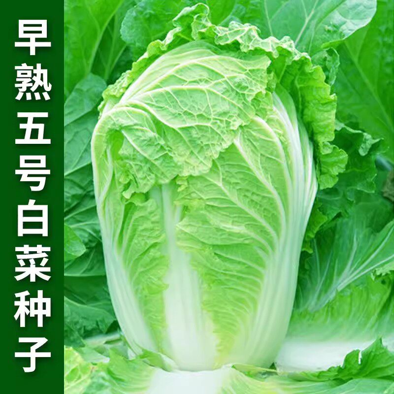 早熟五号大白菜籽丰抗包心菜高产秋季抗病耐寒白菜籽庭院蔬菜种子