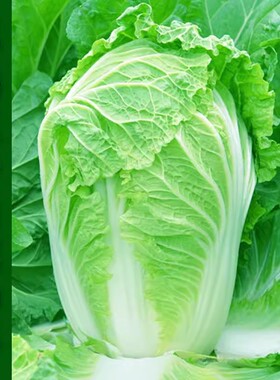 早熟五号大白菜籽丰抗包心菜高产秋季抗病耐寒白菜籽庭院蔬菜种子