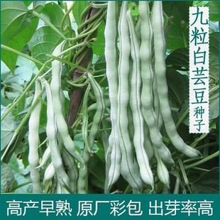 摘不败九粒白芸豆种子白不老豆角种籽四季菜种老来少豆籽早熟高产