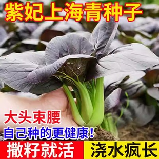 紫罗兰紫妃小青菜紫油菜紫冠青梗菜紫色上海青耐热耐高温蔬菜种子