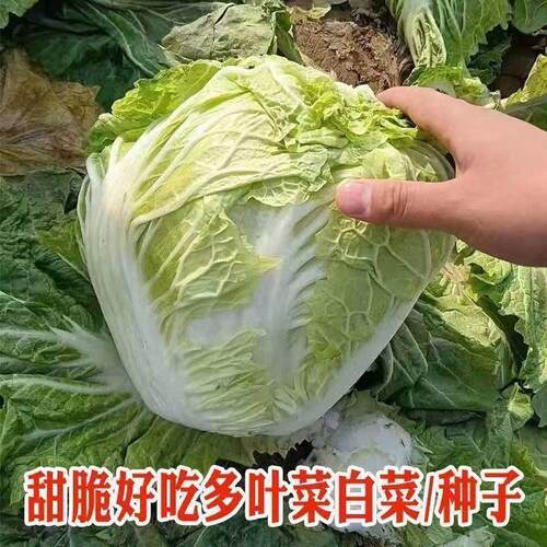 好吃小包头白菜种子小包心火锅菜