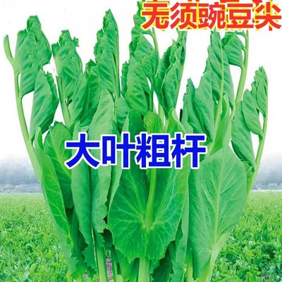 无须豌豆尖种子土培水培四季种植