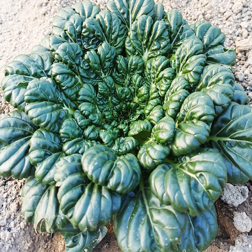 乌塌菜种子四季播种不怕雪