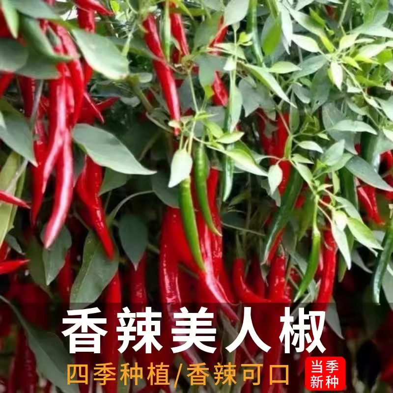 美人辣椒种子高产薄皮特辣菜园