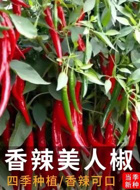 美人辣椒种子高产薄皮特辣菜园