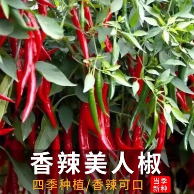 美人辣椒种子高产薄皮特辣菜园