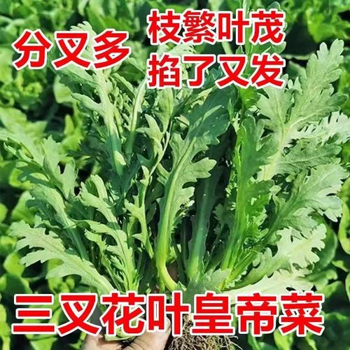 分多多三叉皇帝菜种子当季新种