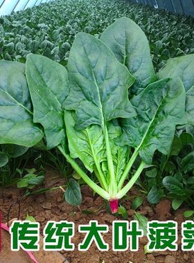 大叶菠菜种子四季种植秋越冬耐寒红根小叶菠菜蔬菜阳台盆栽菜种籽