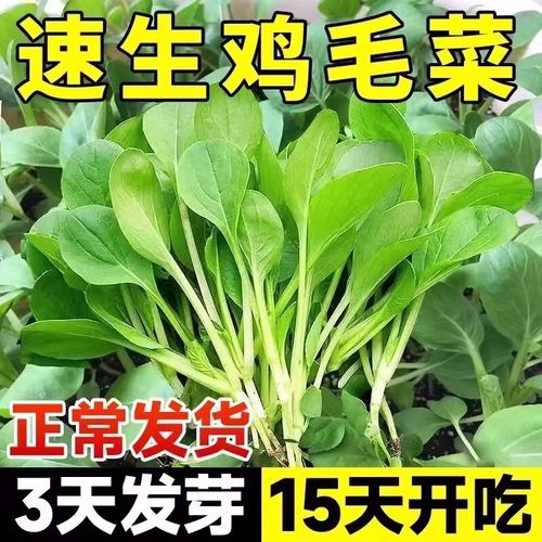上海鸡毛菜菜籽种大全四季青菜籽