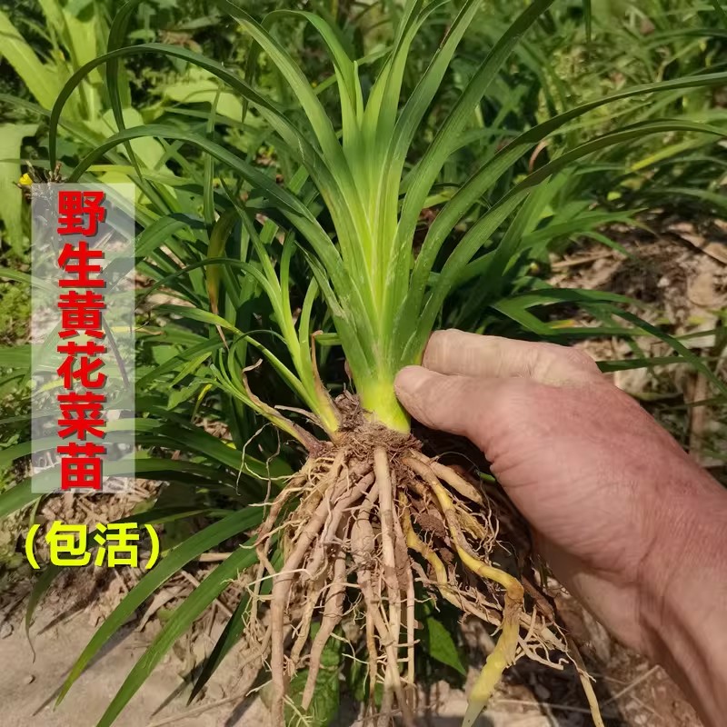 高产食用黄花菜根苗金针花种子菜图片