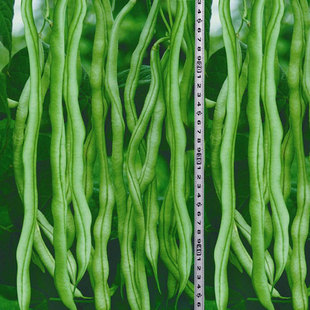 泰国无筋豆种子架豆王荚长肉厚四季豆蔬菜种子阳台庭院盆栽庭园艺