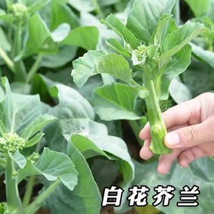 四季粗条甜芥兰菜广东四季农家盆栽大田易种香脆味甜介兰菜籽种植
