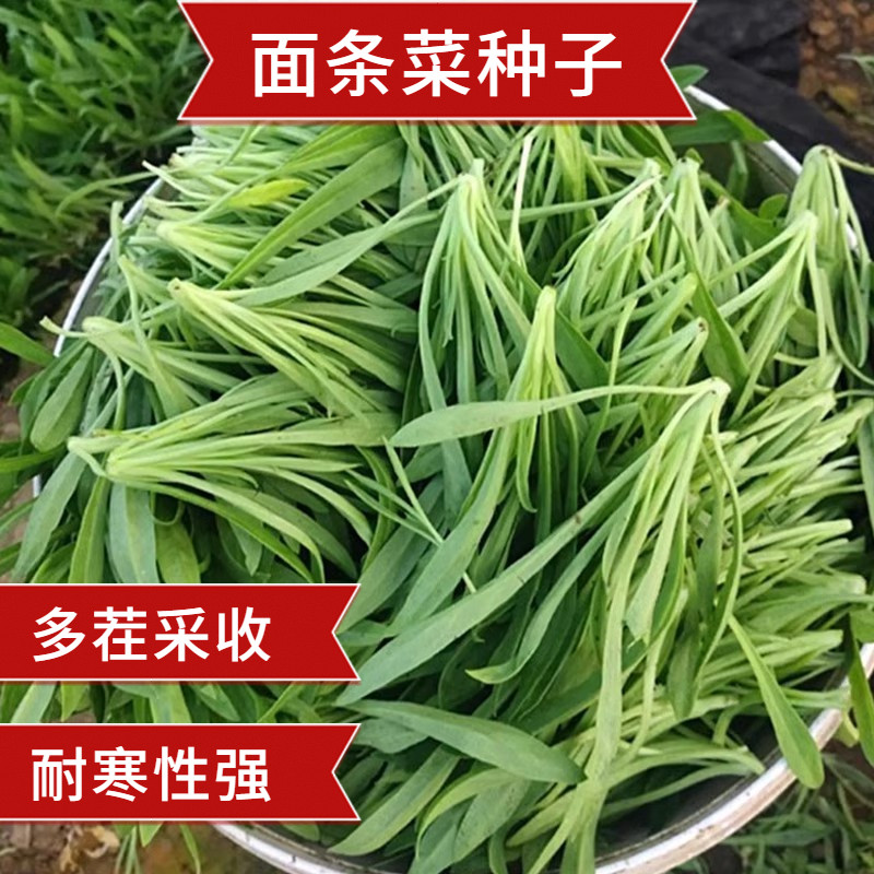 面条菜种子春季秋季野生野菜菜种籽子耐寒四季阳台盆栽面条稞种孑