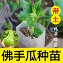 阳台盆栽蔬菜苗 佛手瓜种瓜种苗种子种籽带芽带苗发芽福寿瓜苗春季
