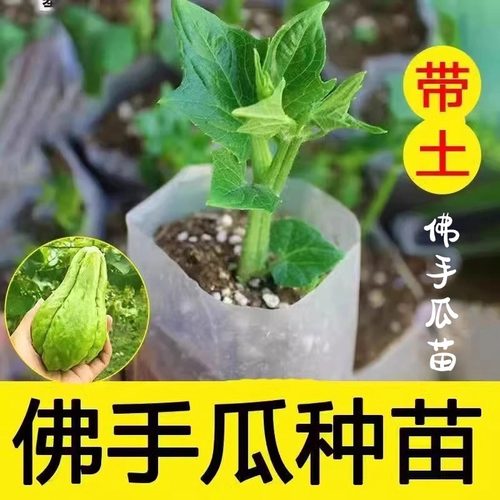 正宗佛手瓜苗阳台庭院盆栽蔬菜苗