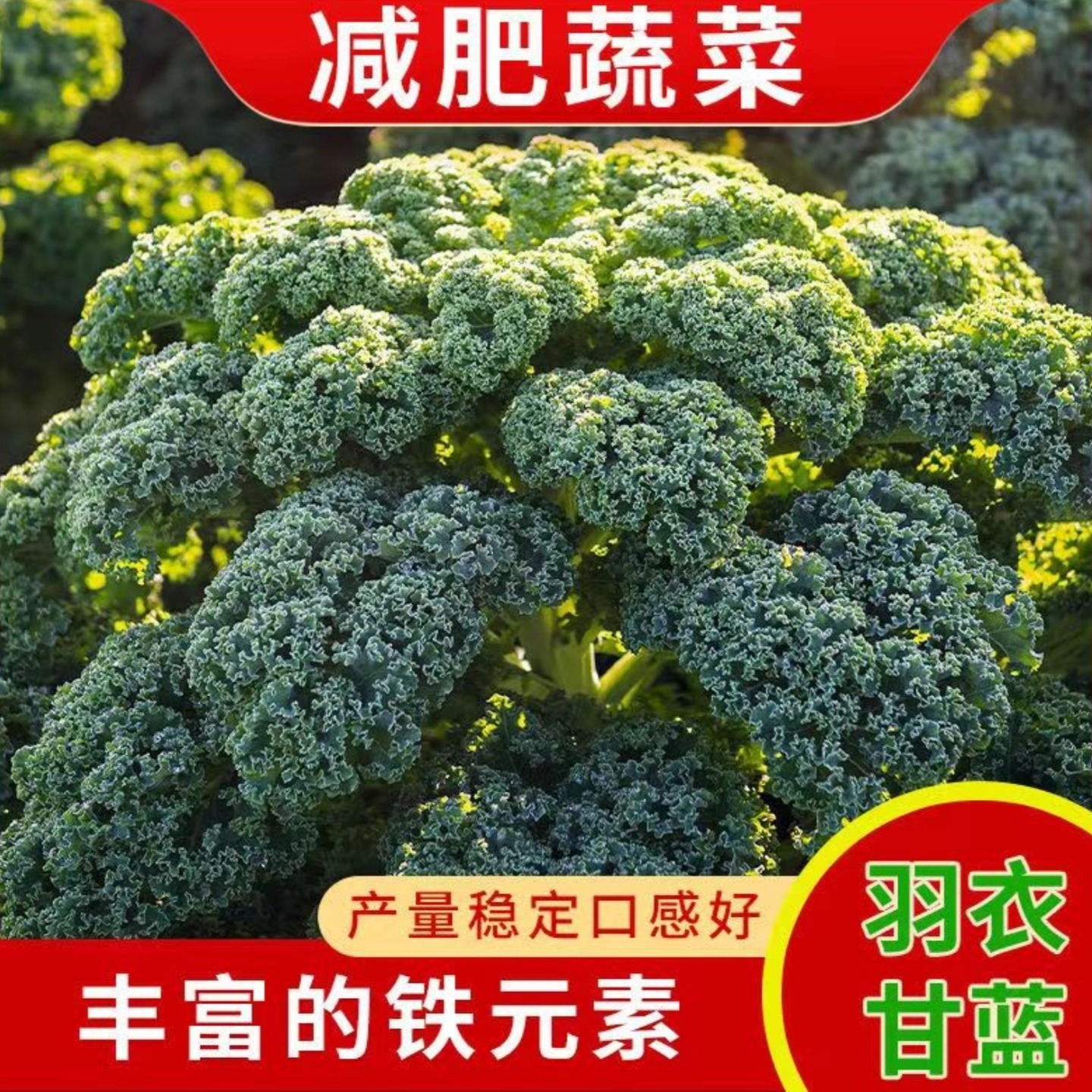 绿羽衣甘蓝种子四季阳台盆栽