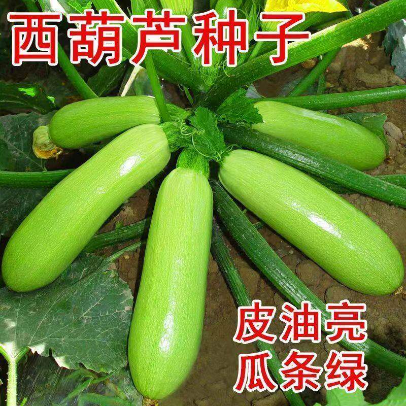 西葫芦种四季绿皮西葫芦种孑菜葫芦籽耐寒抗病春秋季种子瓜种籽子