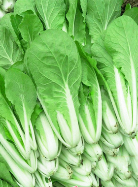 四季速生小白菜种子四季蔬菜种籽早熟小青菜阳台盆栽耐热奶油快菜