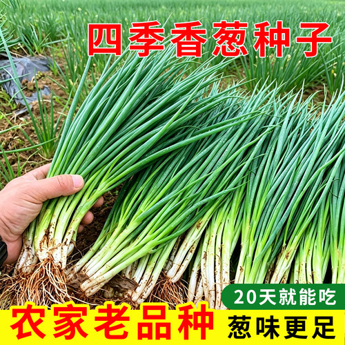 四季种植葱籽葱头阳台盆栽简单