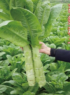 四季莴笋种子耐热耐寒春秋冬播