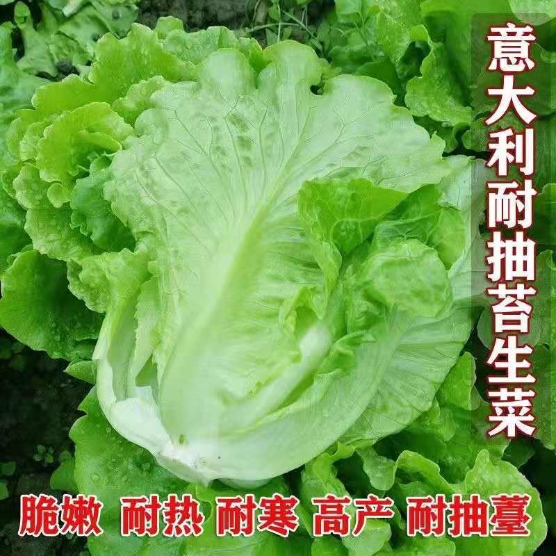 生菜种子意大利全年生菜王种籽高产四季可种蔬菜阳台菜种子奶油苗