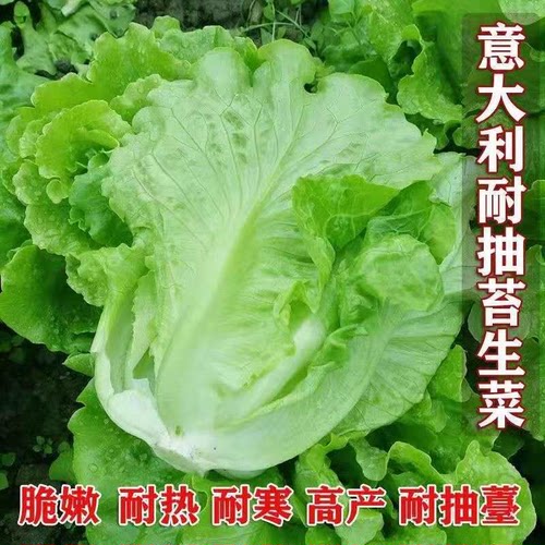 生菜种子大全高产四季阳台盆栽