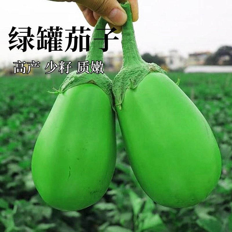 绿罐茄种子高产四季播青茄子绿把