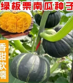 绿贝贝高产小南瓜种子板栗味粉糯