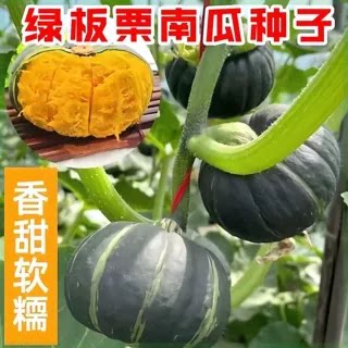 贝贝南瓜四季绿面栗粉糯香甜种籽