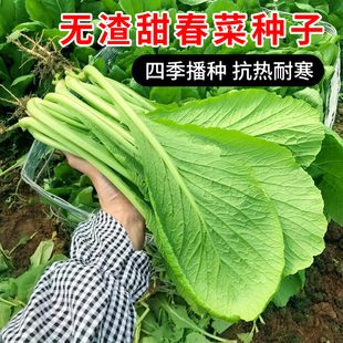 无渣甜春菜种子芥菜种籽四季播种阳台盆栽农家菜园庭院蔬菜种孑