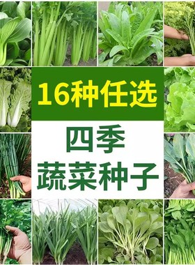 蔬菜种子大全四季小青菜白菜生菜莴笋芹菜萝卜小香葱秋天种菜种籽