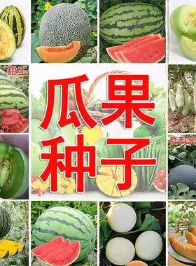 西瓜甜瓜种子羊角蜜麒麟8424种籽超甜香脆盆栽菜园水果蔬菜种子孑